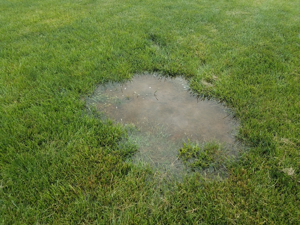 Water,puddle,in,green,grass